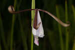 Rosebud orchid